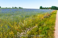 Fält med blåklint vid Lagmansberga Fält med blåklint vid Lagmansberga