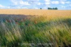 Fält med skuggspel och vallmo vid Hovsvägen