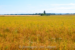 Fält med solig horisont vid Kastad Fält med solig horisont vid Kastad
