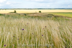 Fält med torrt gräs vid Nässja kyrka