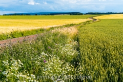 Fält med väg från Örberga i juli Fält med väg från Örberga i juli