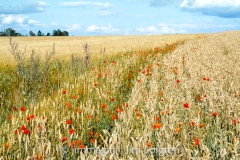Fält med vallmo i rader vid Hovsvägen