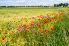 Fält med vallmo och blåklint vid Ombergsliden Fält med vallmo och blåklint vid Ombergsliden