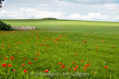 Fält med vallmo och linblommor vid Furåsa Fält med vallmo och linblommor vid Furåsa