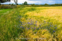 Fält med virvlar och grind vid Bårstad Fält med virvlar och grind vid Bårstad