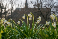 Vadstena Klosterliljor, klosterkyrkan | 2017
