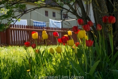 Vadstena Tulpaner och tvätt | 2014/2017